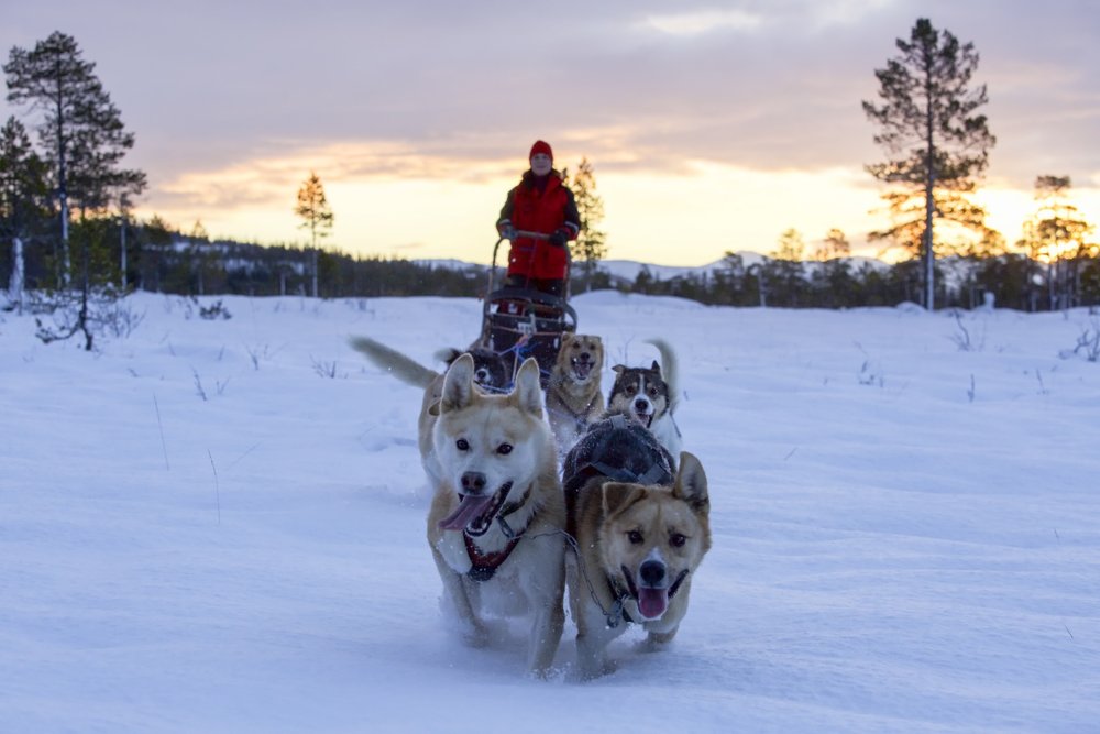 Norway Husky Adventure